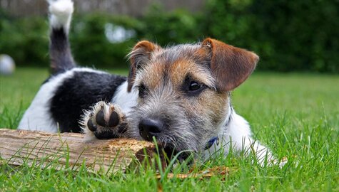 Divadlo - Hafíkova dobrodružství