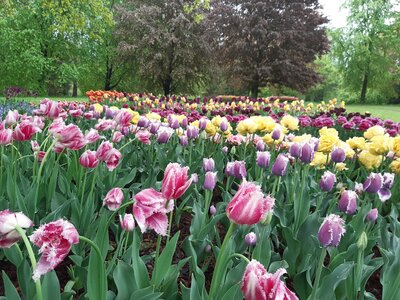 Přednáška - Jak připravit zahradu na jaro