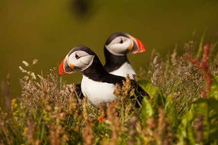 Přednáška - Island: známý i neznámý